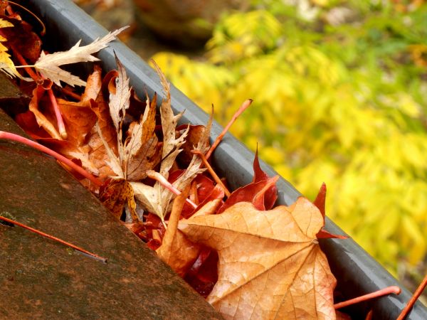 Roof Gutter Debris Removal in Meridian