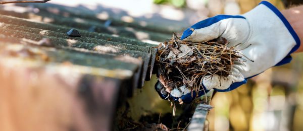 Pine Needle Gutter Cleaning in Meridian